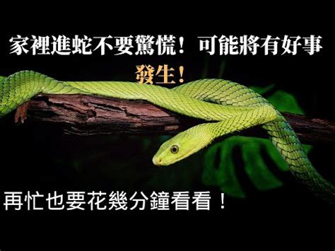 家裡有蛇怎麼抓|如何防制蛇類入侵